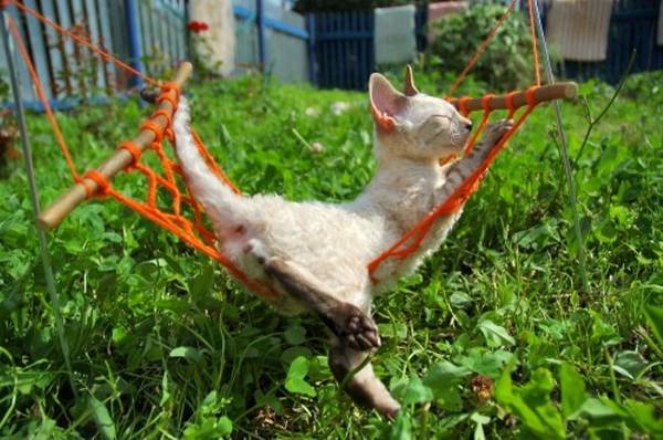 Наши любимые животные на даче Наши любимые животные на даче