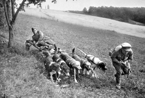 150 пограничных псов «порвали» полк фашистов в рукопашке война, история, ссср, факты