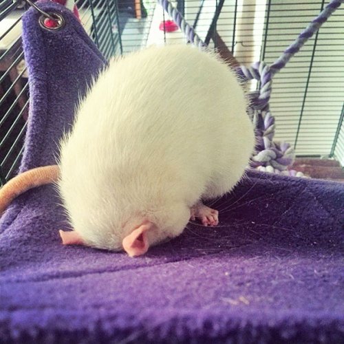 Домашние животные, уснувшие в самых неожиданных местах и позах (37 фото) Домашние животные, уснувшие в самых неожиданных местах и позах (37 фото)