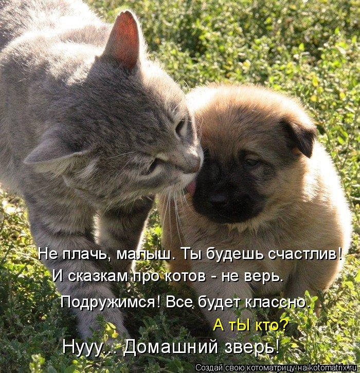 Санитар Васька (котоматрица) 40 фото Санитар Васька (котоматрица) 40 фото