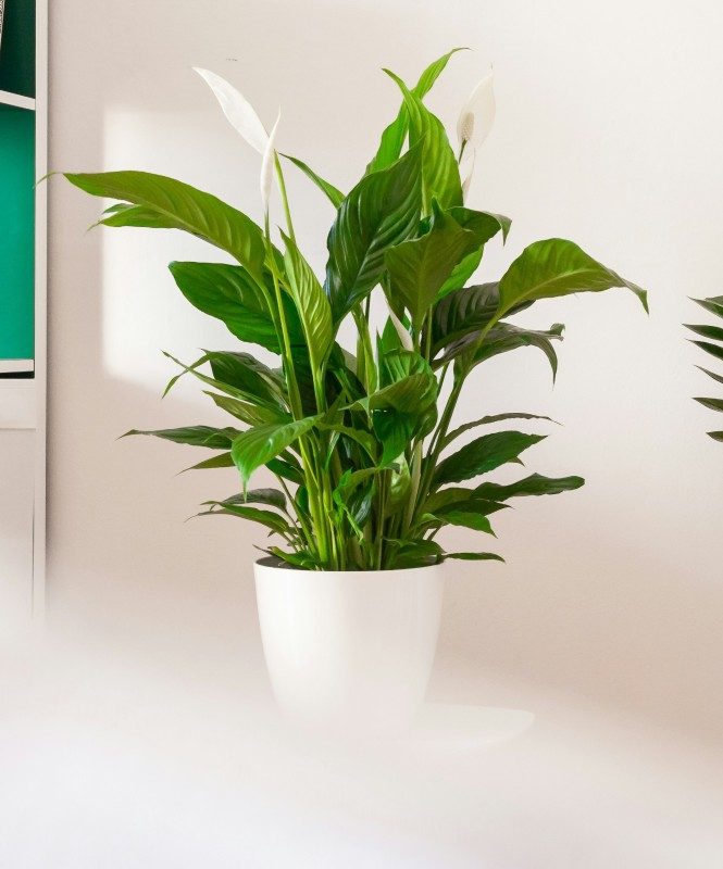 Неприхотливые комнатные растения