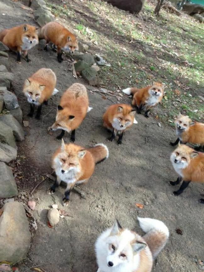 Zao Fox Village, заповедник Zao Fox Village, где можнл поиграть с лисицами, заповедник с лисицами, японский заповедник с лисицами