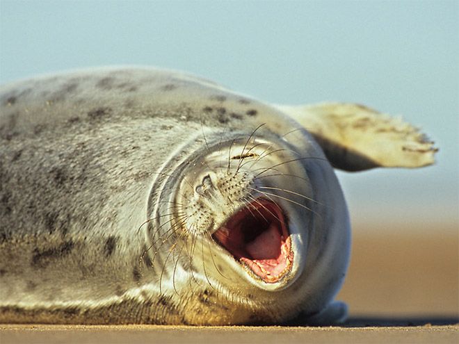 Морские котики и тюлени любят улыбаться