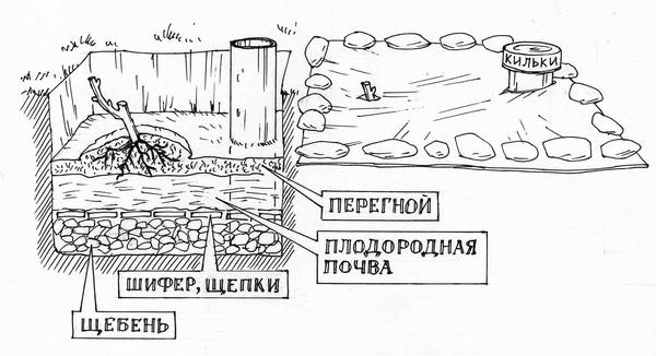 Схема устройства ямы для посадки винограда: слева - в разрезе, справа - после заполнения и мульчирования