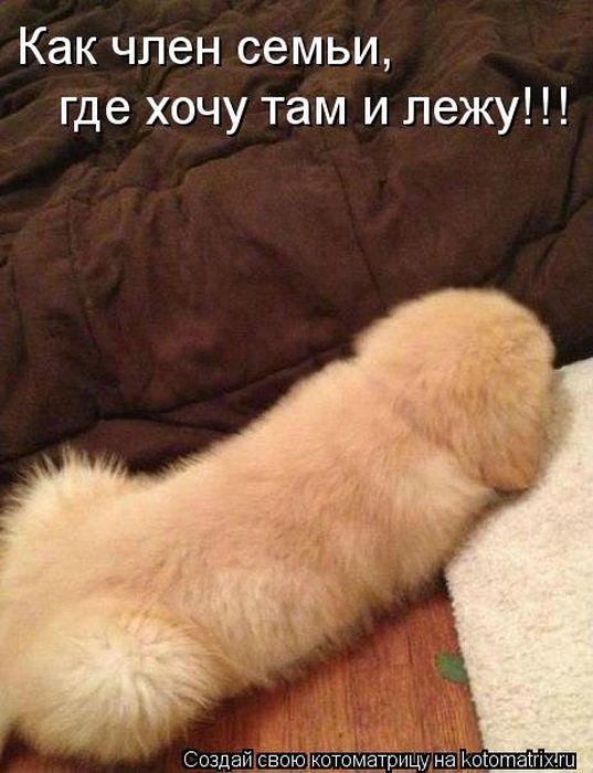 Лучшие котоматрицы недели (50 фото)