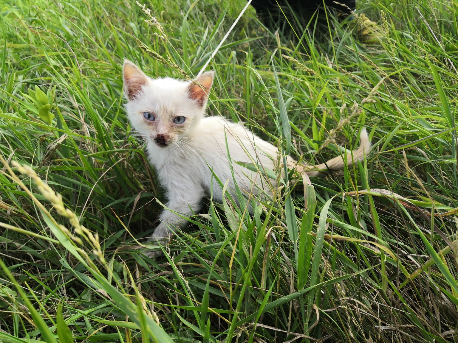 спасение котенка котенок в траве