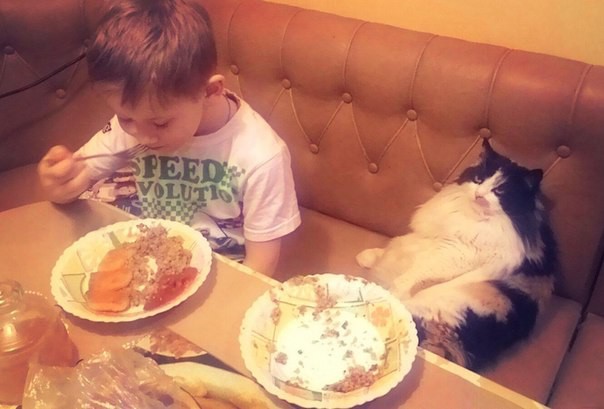 Котейки
