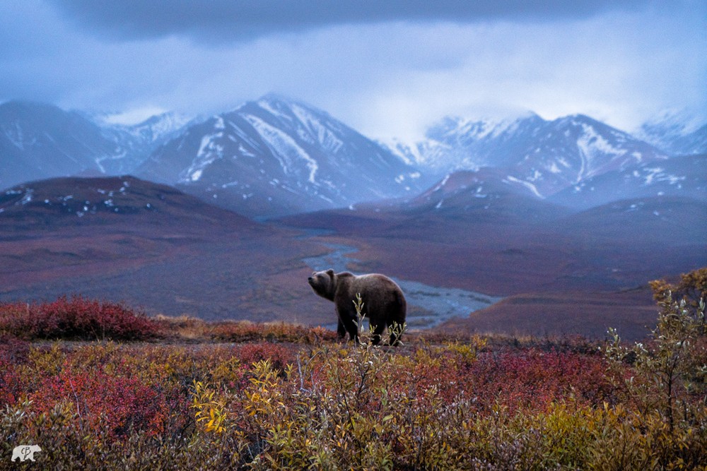 Восхитительные снимки Криса Буркарда (30 фото)