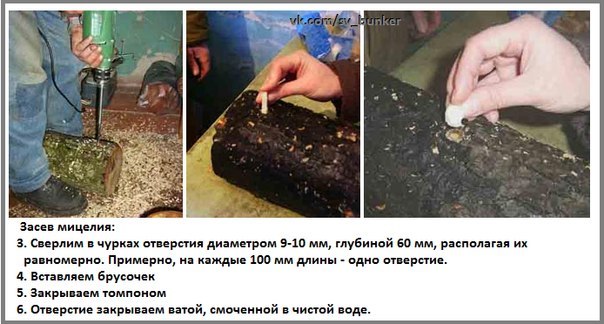 Какие условия для выращивания грибов Какие условия для выращивания грибов