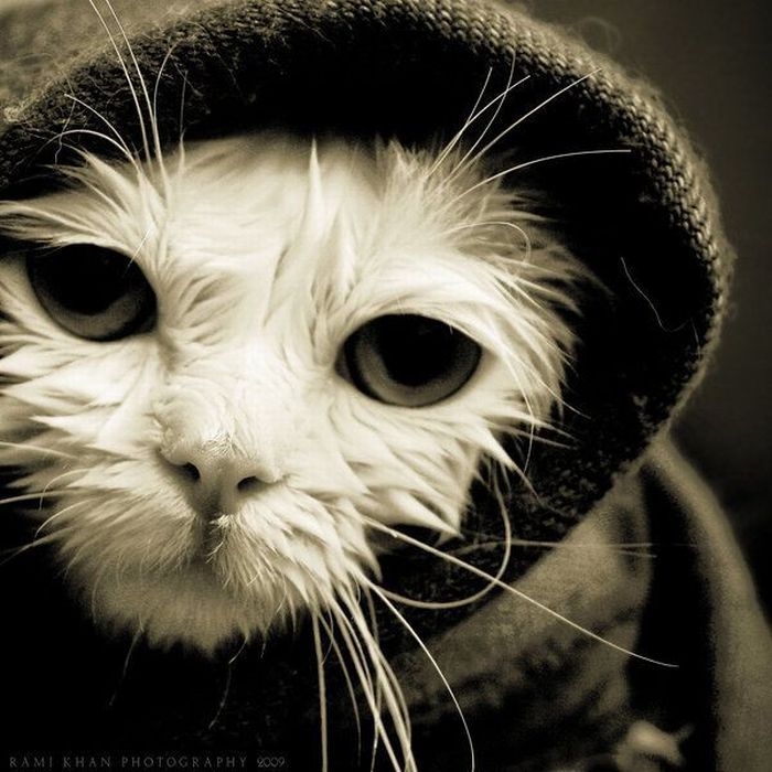 Смешные и просто красивые фотографии кошек (136 фото)