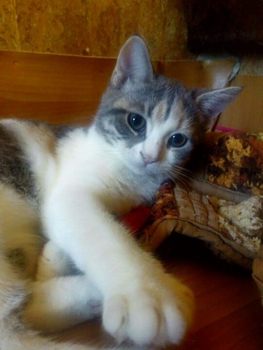 лечение котят котенок в доме