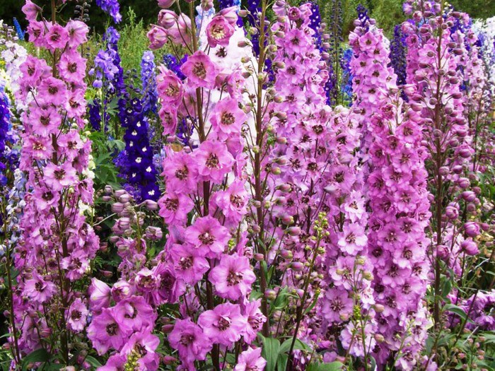 ядовитые растения, опасные для жизни