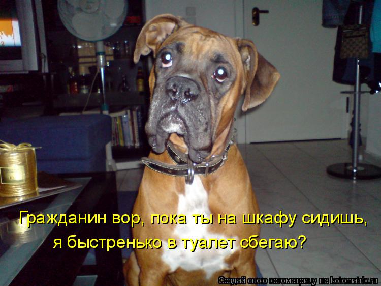 Котоматрица: Гражданин вор, пока ты на шкафу сидишь, я быстренько в туалет сбегаю?