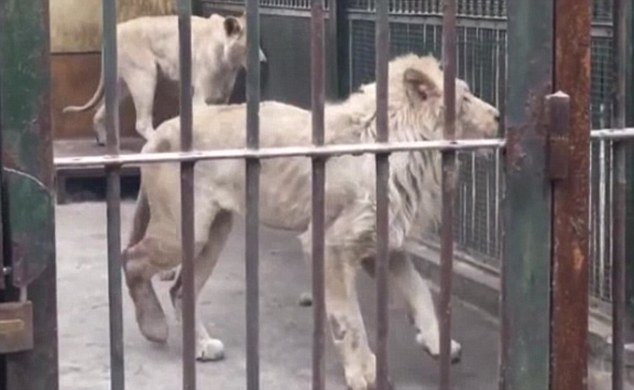 Голодный лев в китайском зоопарке отгрыз собственный хвост Голодный лев в китайском зоопарке отгрыз собственный хвост Тайюань, Шаньси, животное, зоопарк, китай, лев, отгрызенный хвост, травма животного
