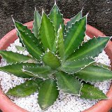 Агава страшная - Agave horrida Lem