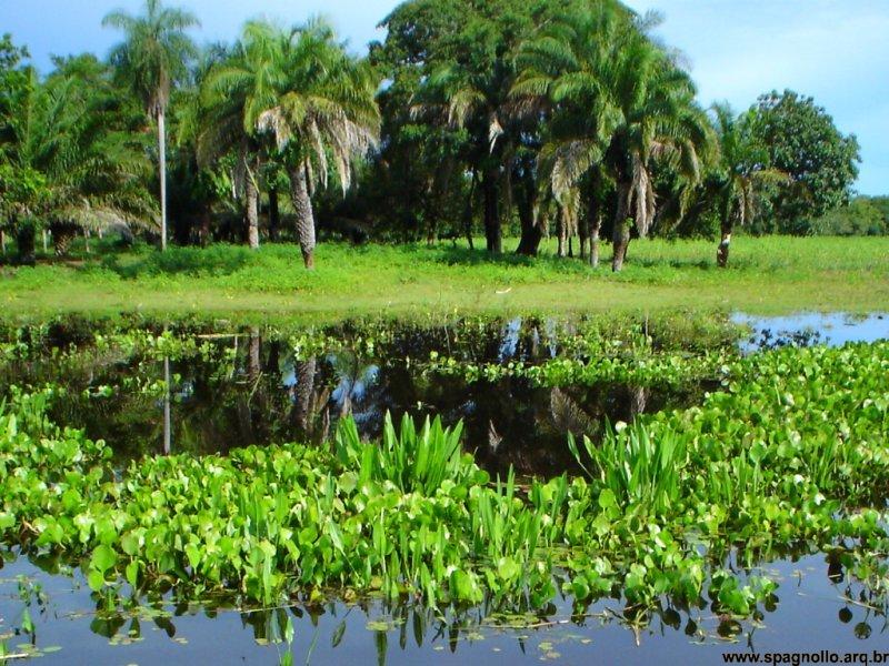 Pantanal13