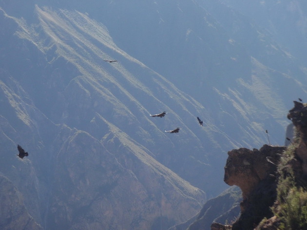 Самый глубокий каньон в мире, где обитают гигантские птицы долина, каньон, перу, птицы