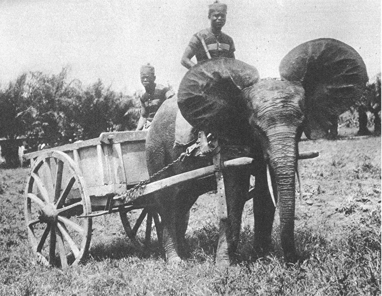 elephant domestiqsue.jpg