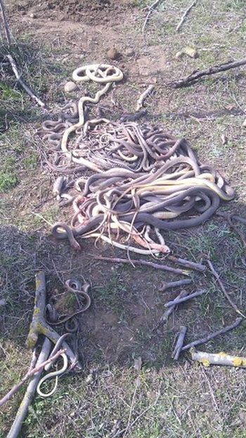 В Дагестане пенсионерка убила 80 змей, поселившихся на ее огороде В Дагестане пенсионерка убила 80 змей, поселившихся на ее огороде