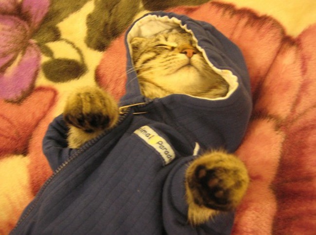 Спящий жучок Спящий жучок кардиган, кот