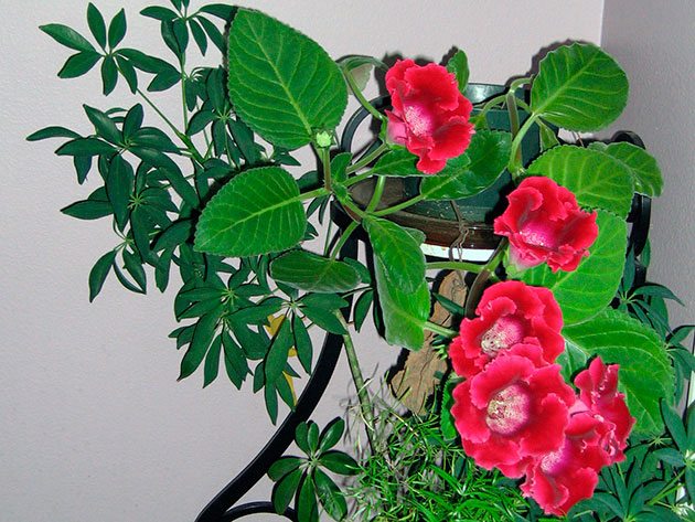 �������� ���������