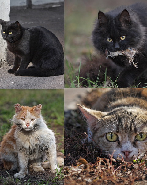 Уличные московские коты в фотографиях животные, коты, москва