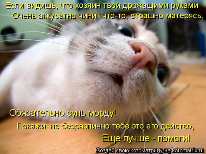 Котейки, собаки и один конь желают всем хорошего настроения!