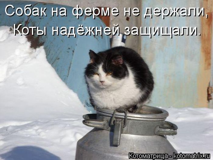 Лучшие котоматрицы недели (49 фото) Забавный котопост