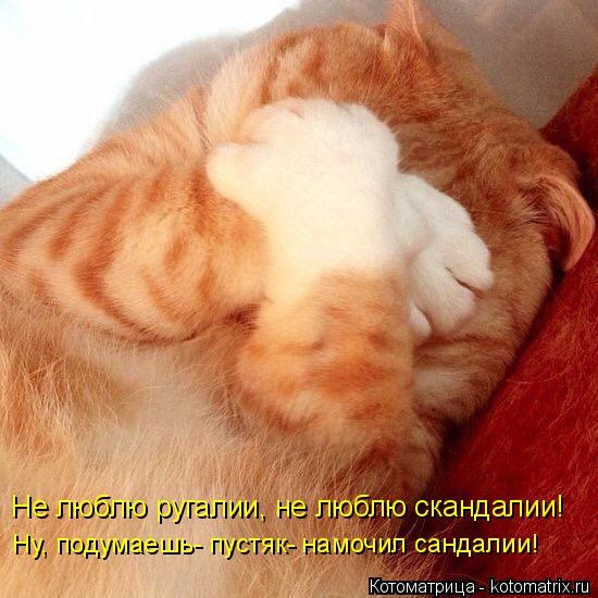 Санитар Васька (котоматрица) 40 фото Санитар Васька (котоматрица) 40 фото
