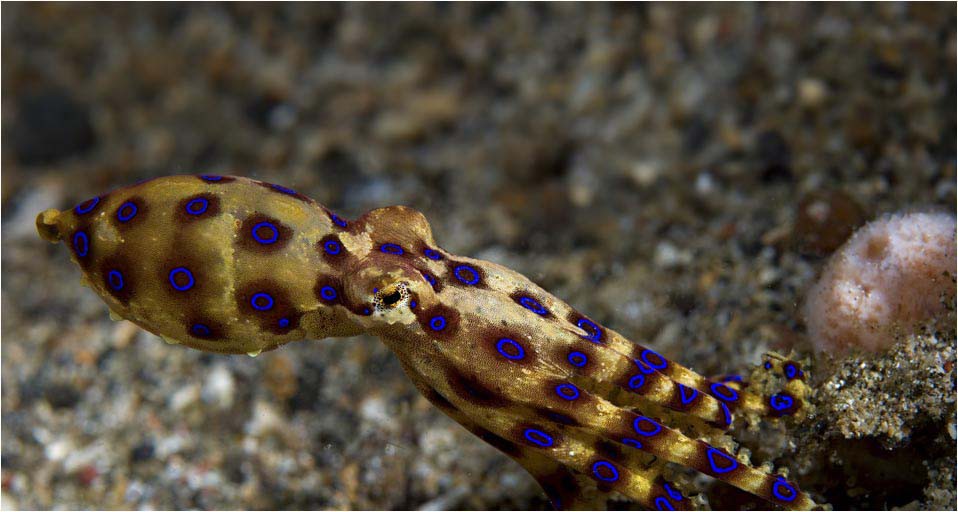 2. Синекольчатые осьминоги океан, существо