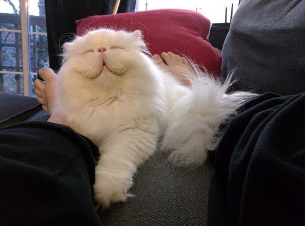 Фотографии котиков, которые растопят ваше сердце