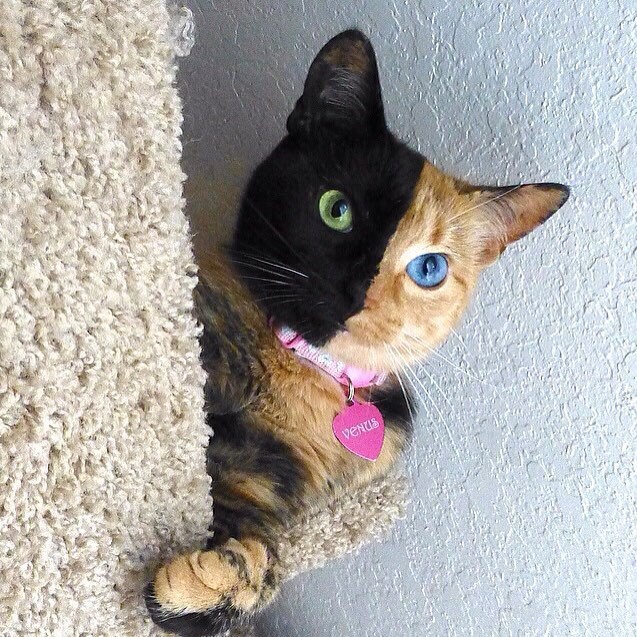 Этот кот действительно двухцветный, и цвета действительно распределяются так. Родившаяся в 2009 году Венера - кошка-химера: в одном её теле присутствуют ДНК двух разных кошек.