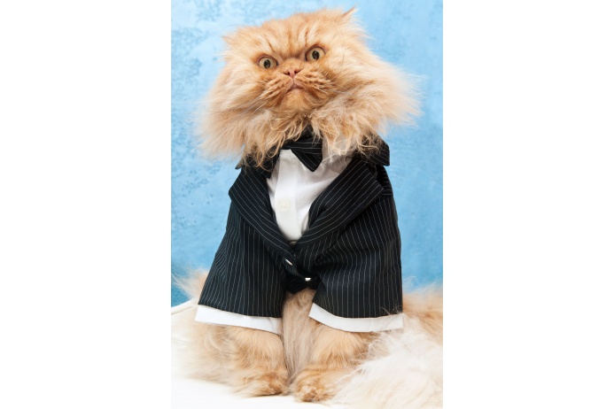 «Завести кота захотел мой сын. В тот момент от знакомого мы узнали, что есть котята, нуждающиеся в заботе: их владелец отказался от них, и они попали в приют. Когда мы пришли туда, наше внимание сразу же привлек пушистый кот песочного цвета»