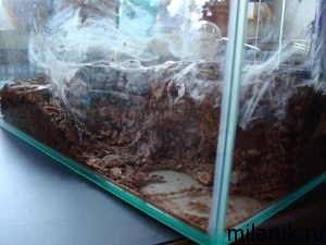 паук,норка,животные,паутина паука,жизнь пауков,рассказ о пауках