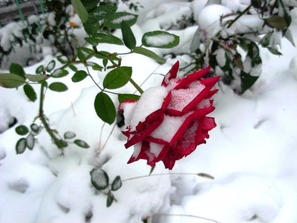 Все ли розы нужно укрывать на зиму?
