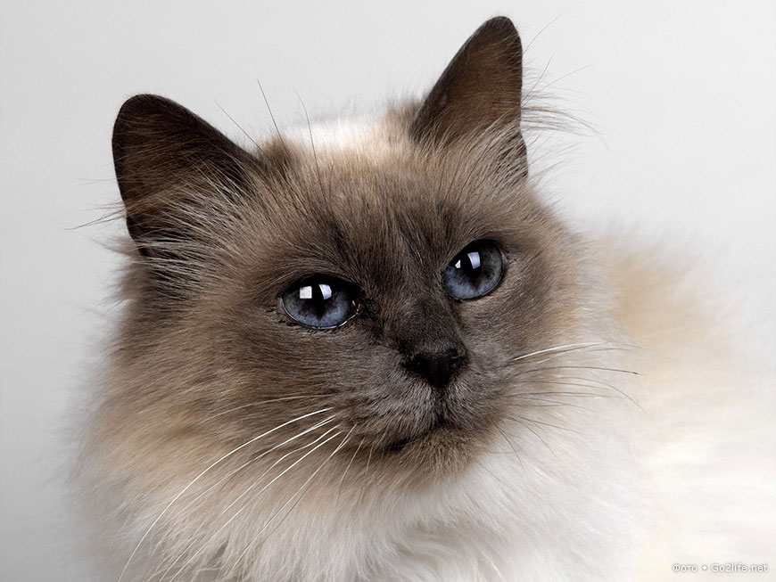 23 фотографии красивейших любимых кошек
