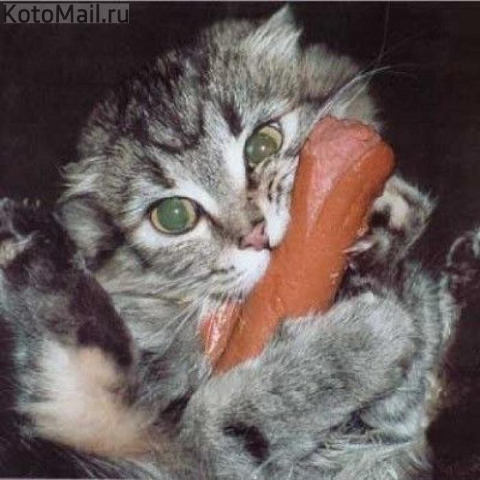 Уморительные морды котэ ДО и ВО ВРЕМЯ поедания ими разных продуктов О еде и настроении