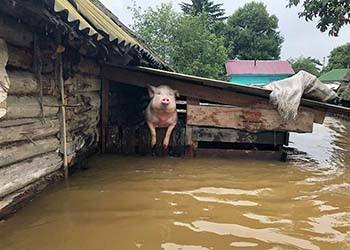 Коров, свиней и куриц вывезли из затопленных сел Приамурья