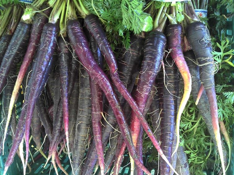 10. Изначально морковь была фиолетовой  интересные, факты