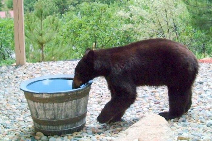 Куда девается вода из этой бочки? (4 фото)