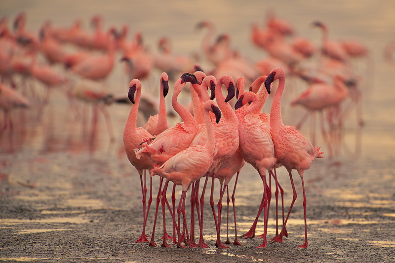 Озеро миллиона фламинго