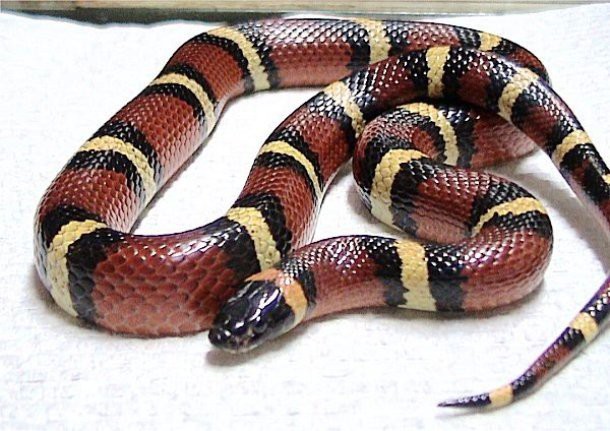 11. Поперечнополосатая королевская змея (Milk snake) 11. Поперечнополосатая королевская змея (Milk snake) животные, факты