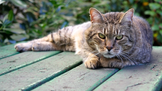 20 суровых дворовых котов