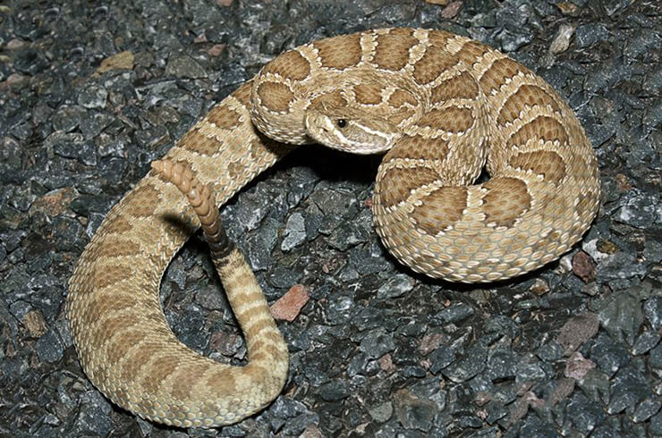 Crotalus viridis