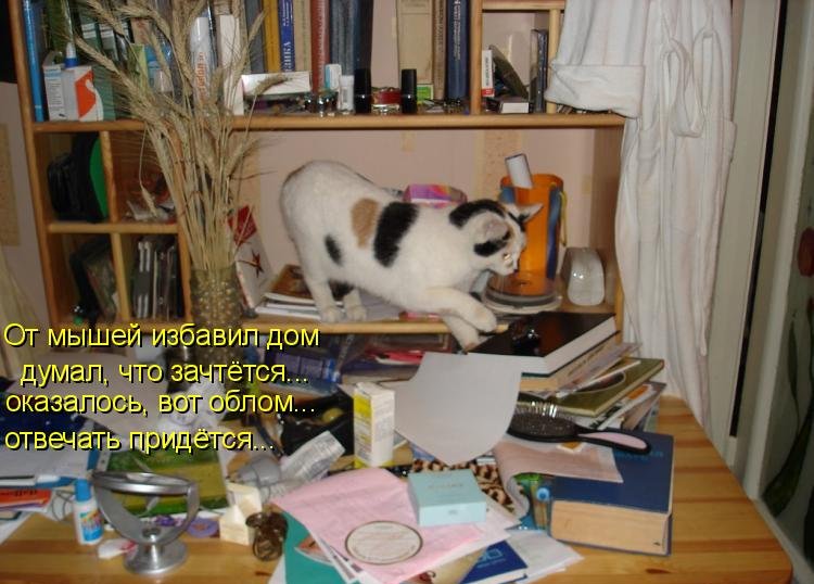 Котоматрица (81 фото)