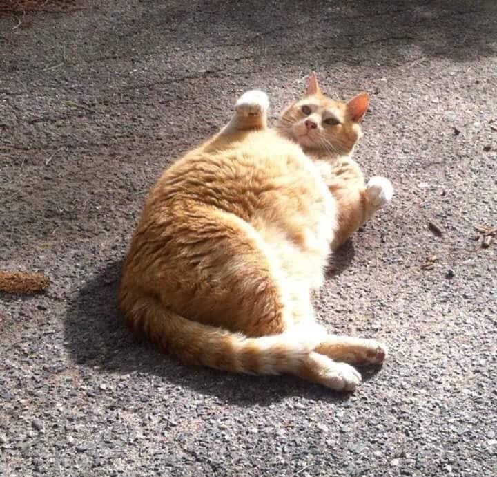 Без кота и жизнь не та
