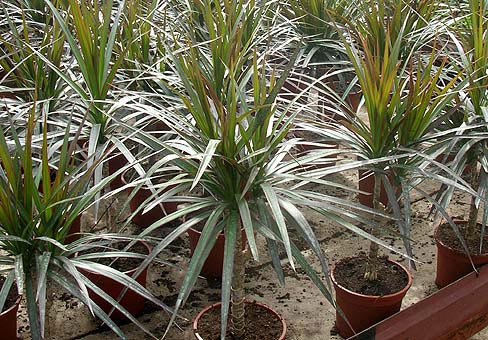 Драцена (Dracaena) Драцена (Dracaena)