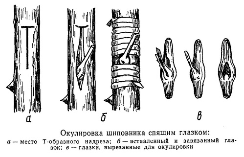 Разные способы размножения роз