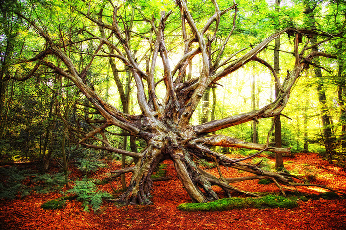 Лесные фантазии света и красок: Lars van de Goor