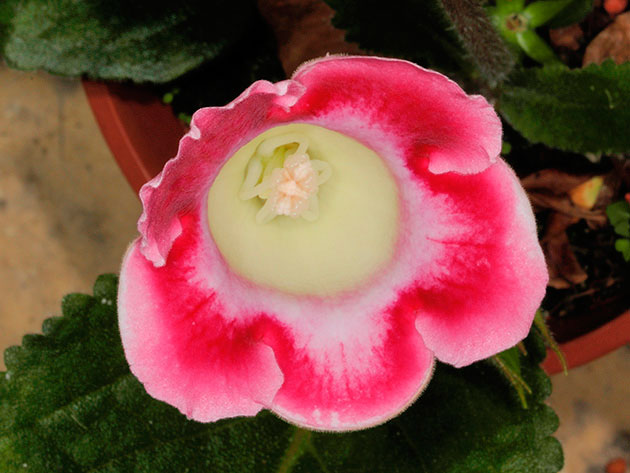 ������ ���������